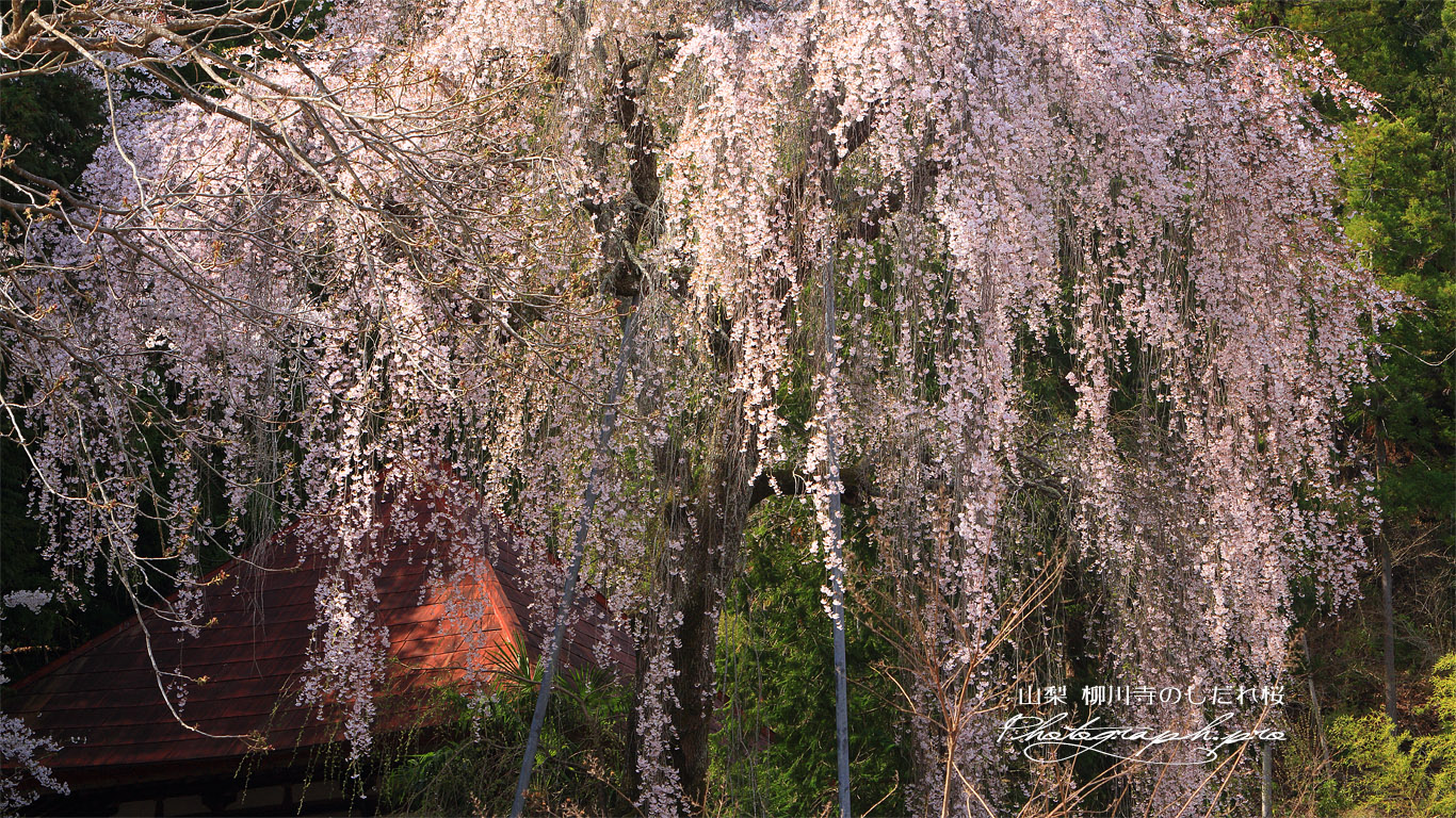 柳川寺のしだれ桜 壁紙