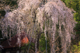 柳川寺のしだれ桜
