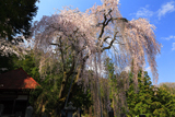 柳川寺のしだれ桜
