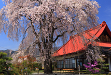 西念寺のしだれ桜