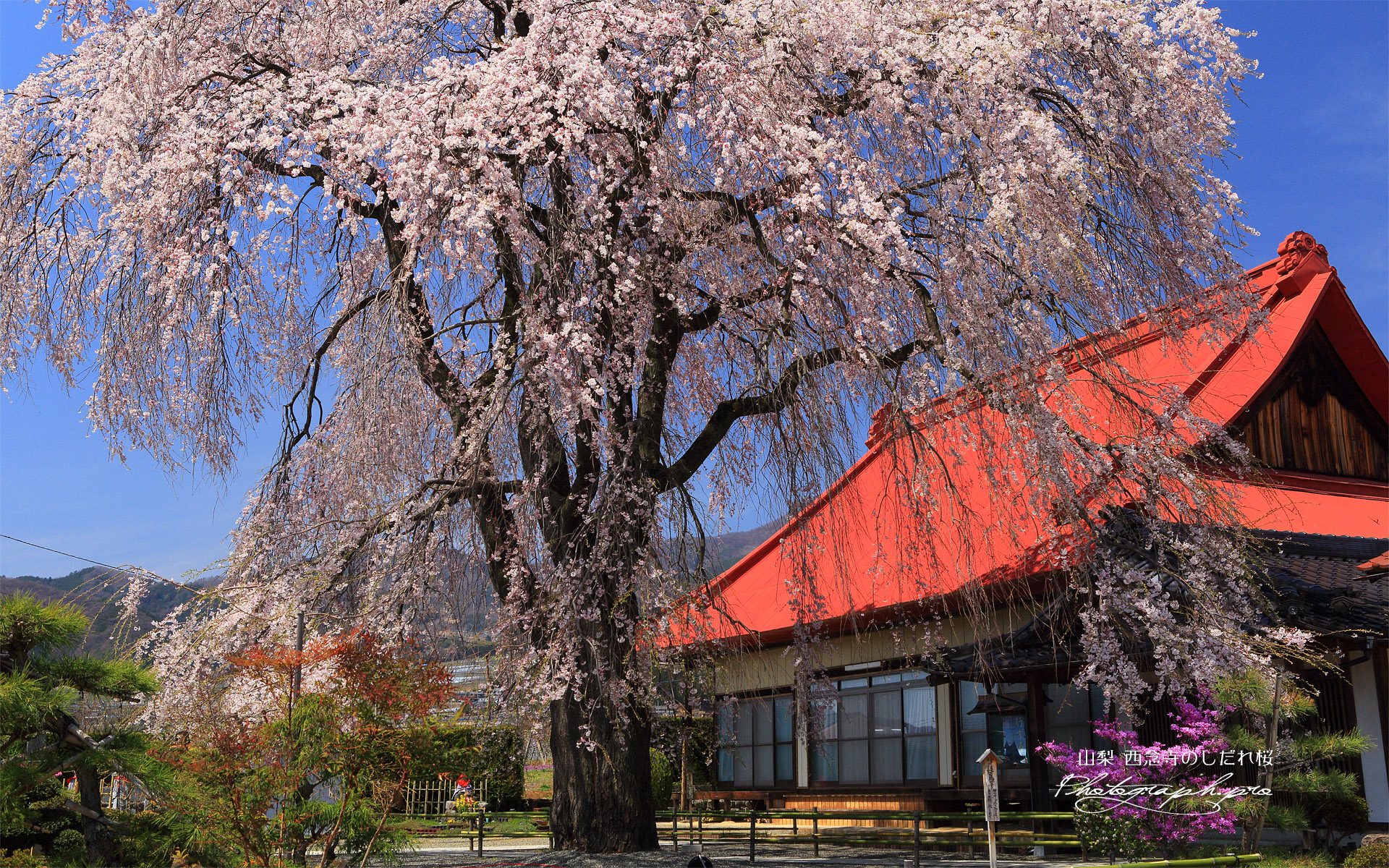 西念寺のしだれ桜