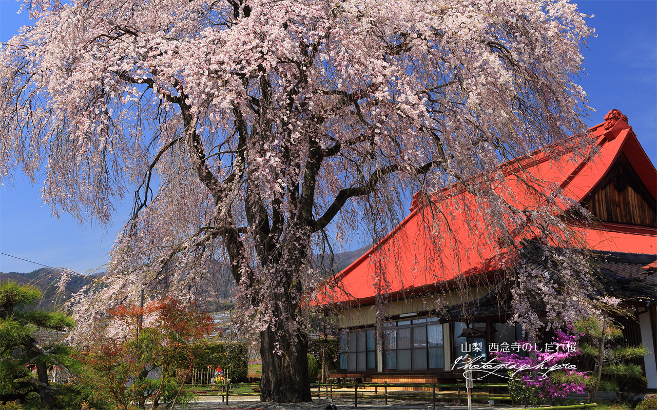 西念寺のしだれ桜 壁紙