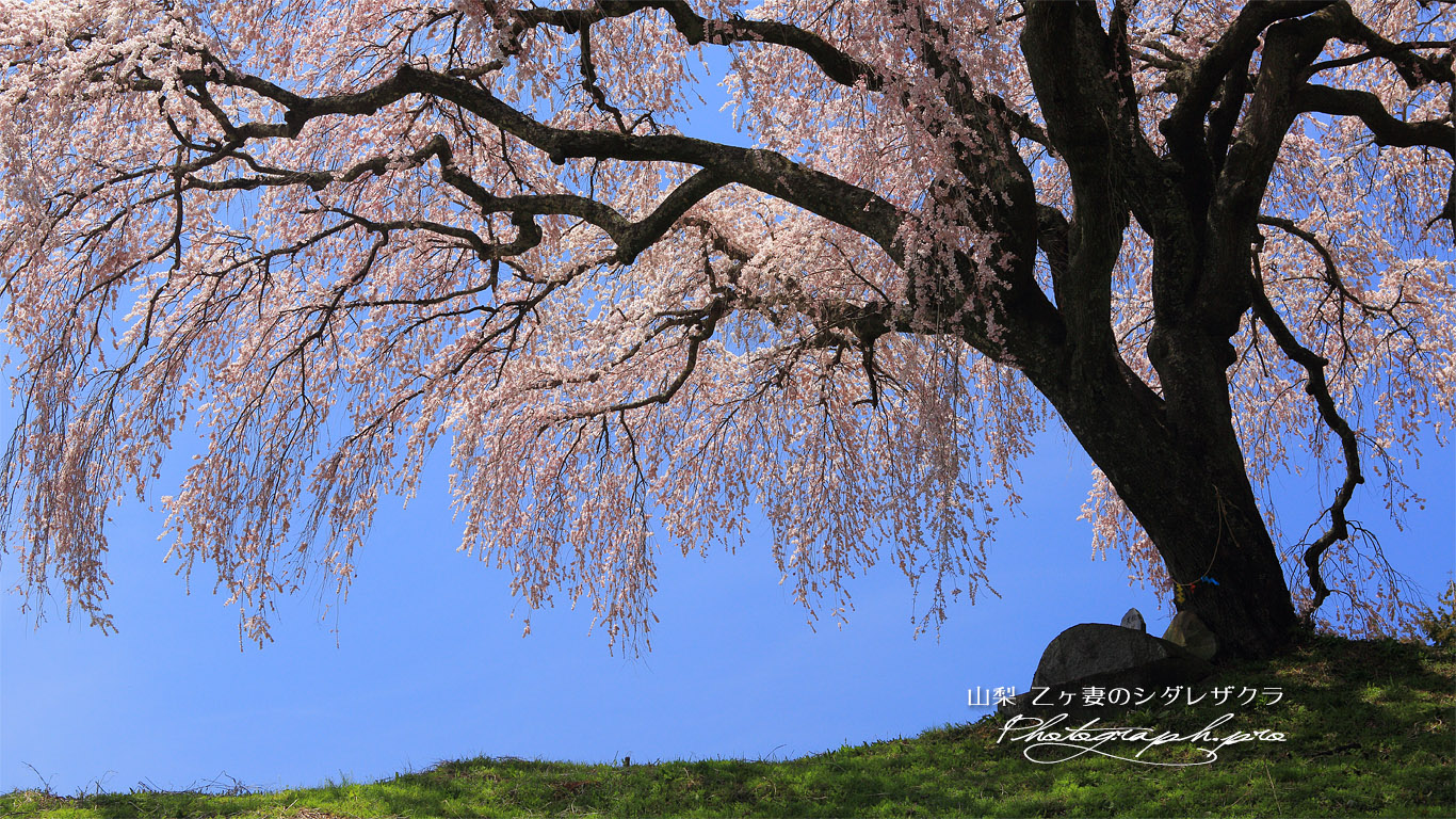 乙ヶ妻のしだれ桜 壁紙