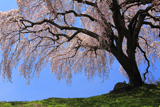 乙ヶ妻のしだれ桜