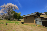室伏のヤマザクラ