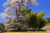 室伏のヤマザクラ