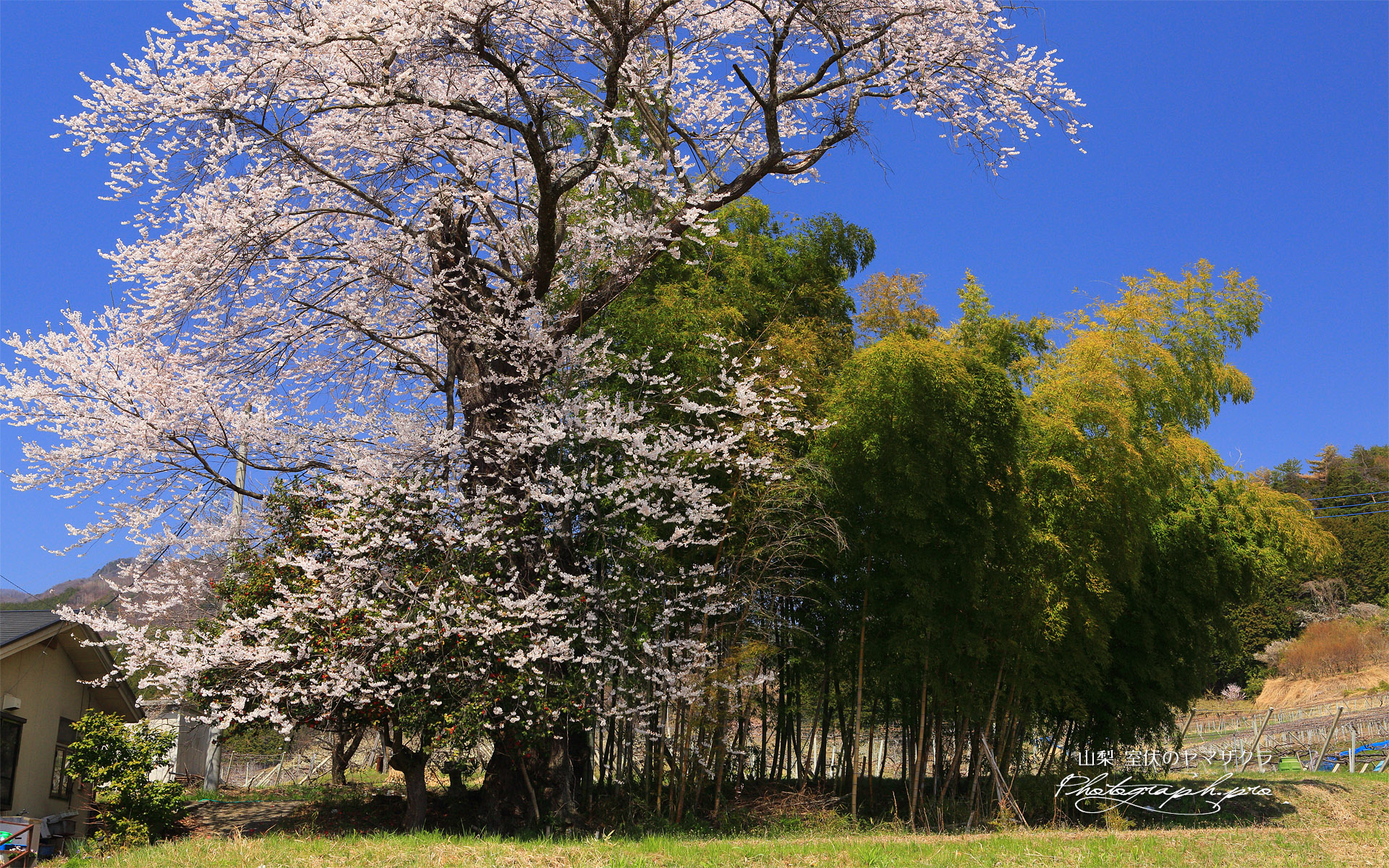 室伏のヤマザクラ