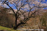 滝の大桜