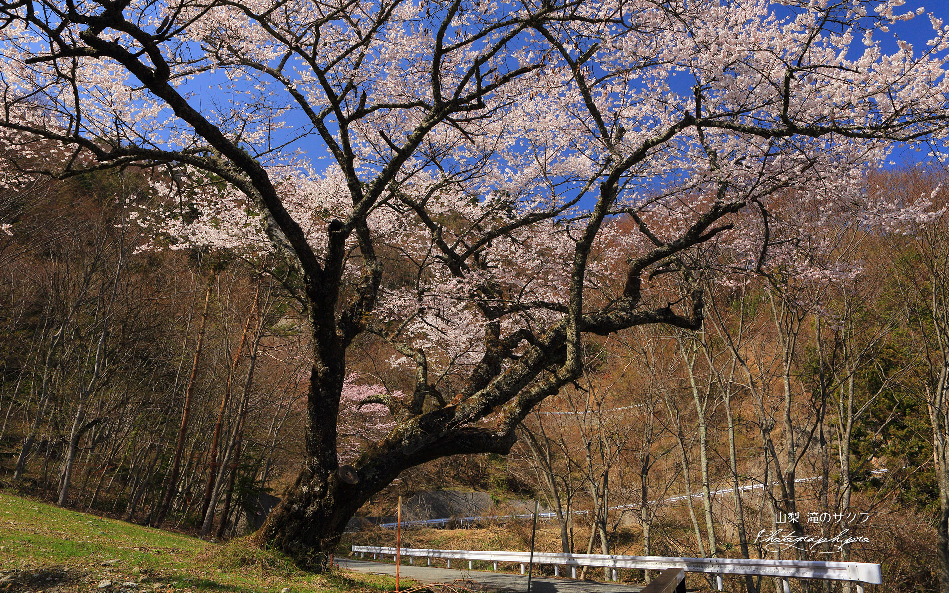 滝の大桜