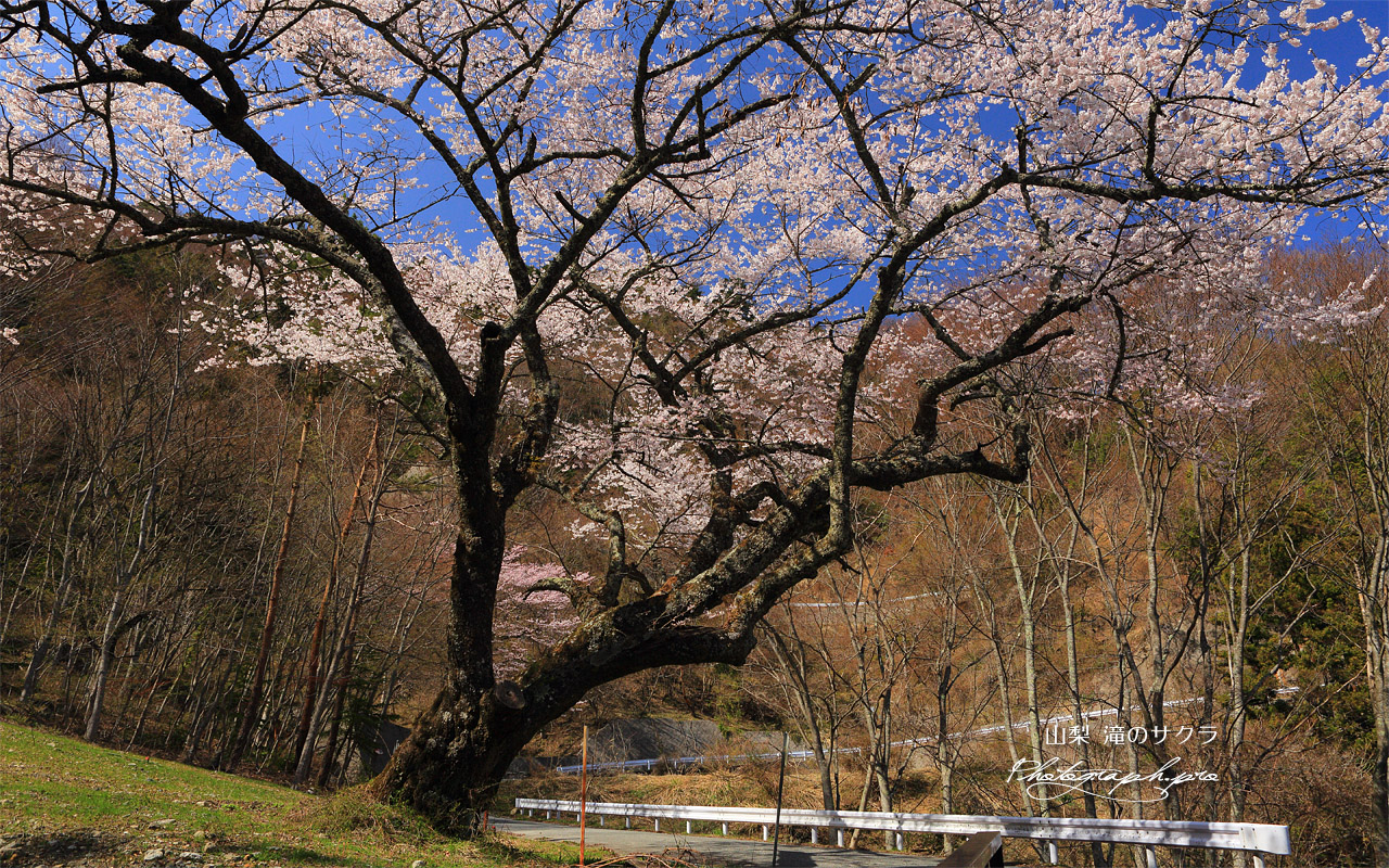 滝の大桜 壁紙