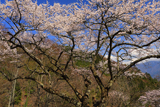 滝のサクラ