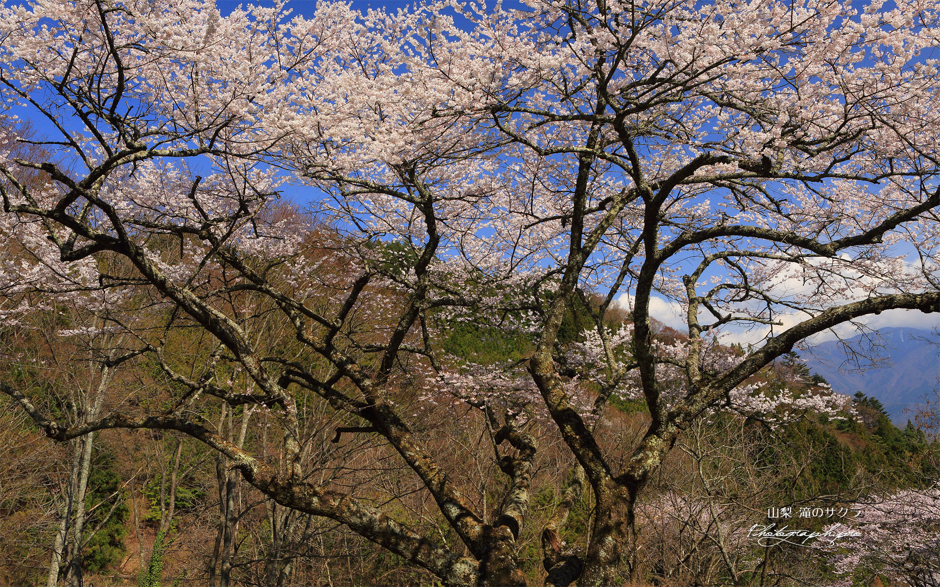 滝のサクラ
