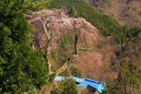 学定寺のイトザクラ
