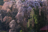 学定寺のイトザクラ