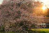 狩宿の下馬桜