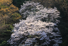 大滝神社のゼンマイサクラ