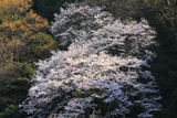 福井県の桜