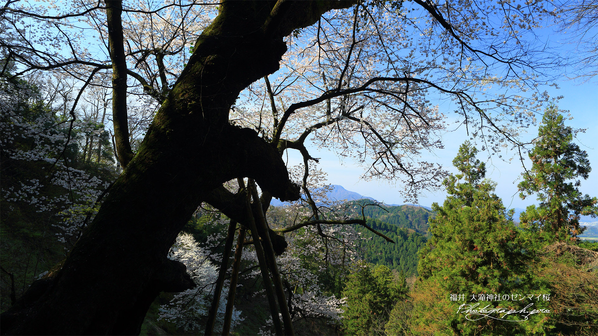 大滝神社のゼンマイ桜