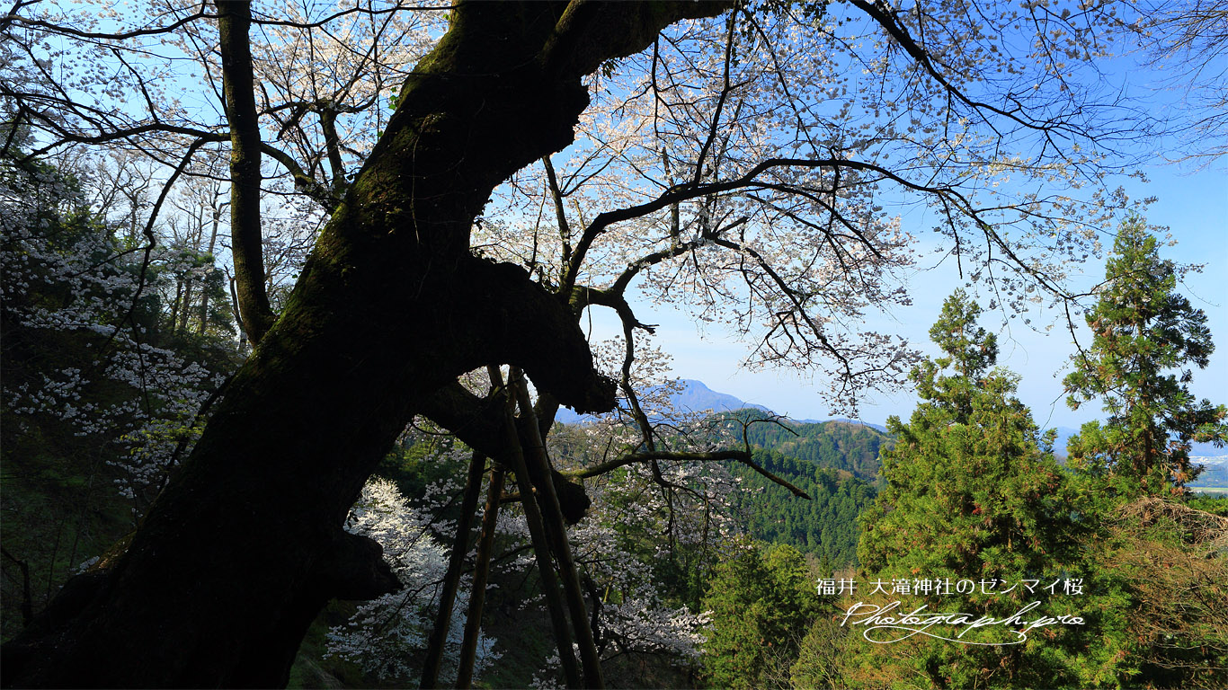 大滝神社のゼンマイ桜 壁紙