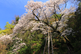 大滝神社のゼンマイサクラ