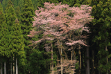 月ヶ瀬の麻蒔き桜