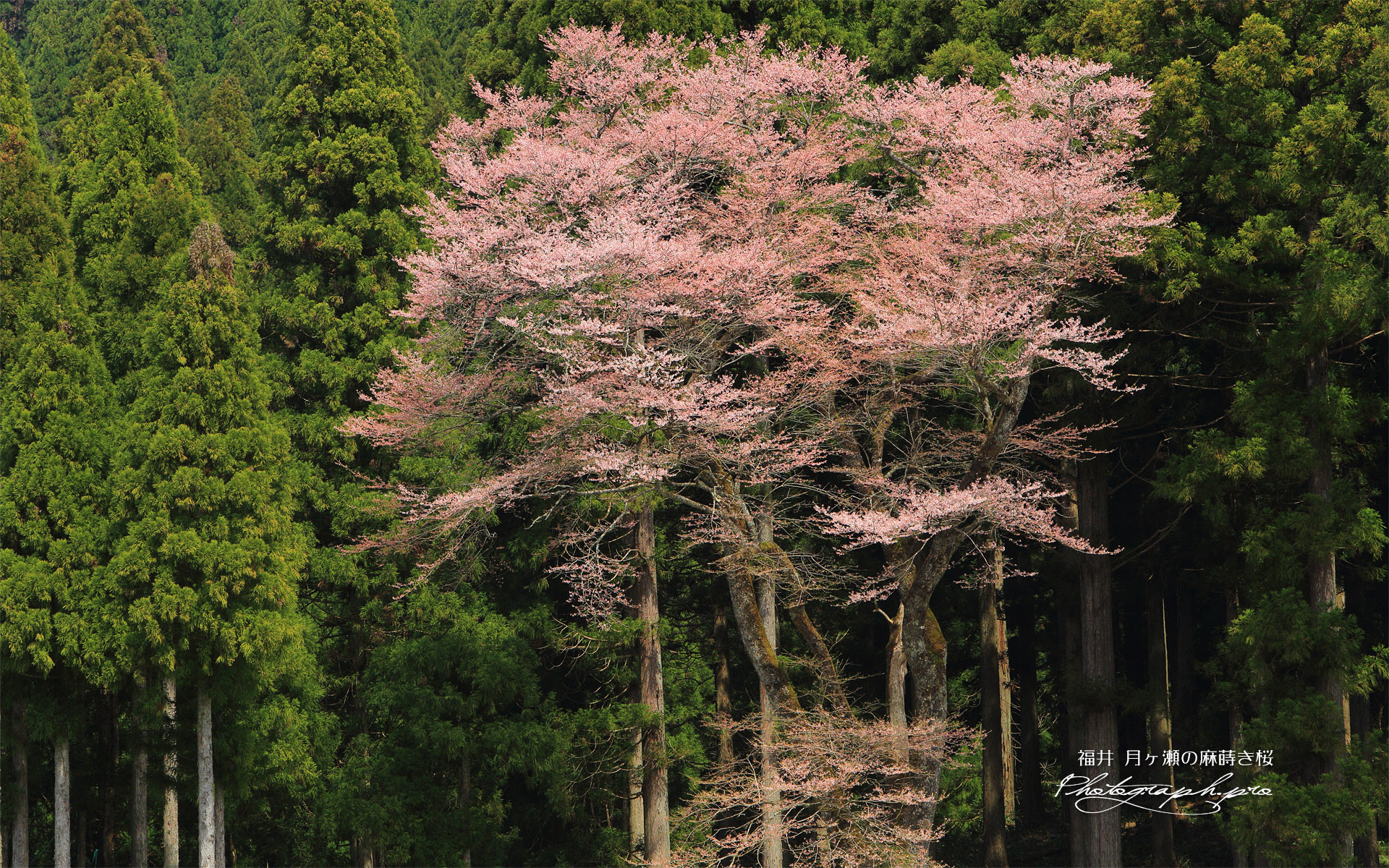 月ヶ瀬の麻蒔き桜