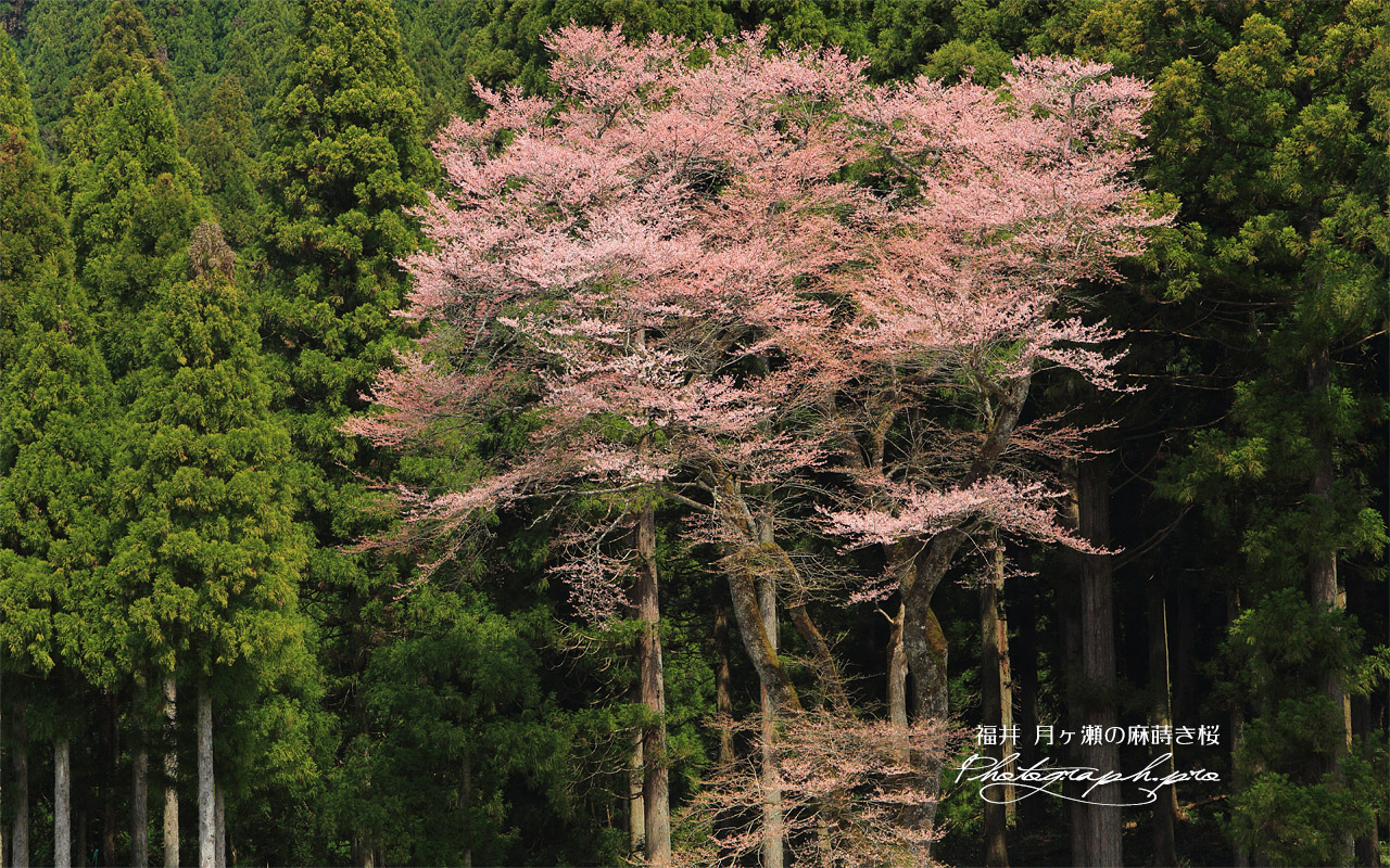 月ヶ瀬の麻蒔き桜 壁紙