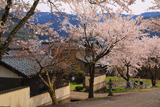 越前市 花筐公園の桜