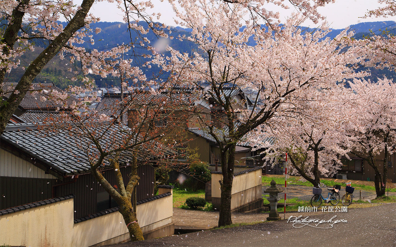 越前市 花筐公園の桜 壁紙
