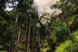 花筐公園の孫桜