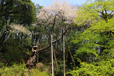 粟田部の薄墨桜