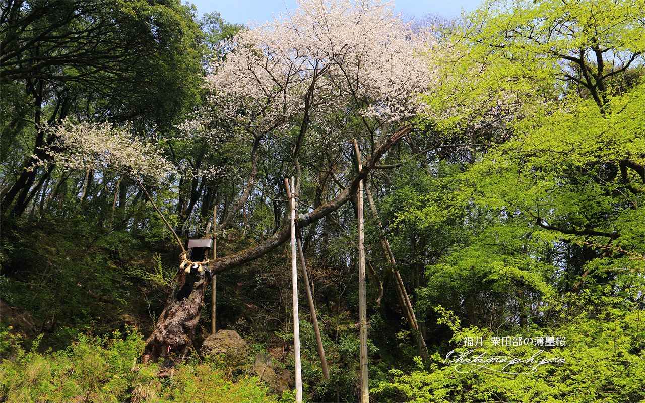 粟田部の薄墨桜 壁紙
