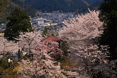 花筐公園の桜