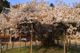 福乗寺の楊貴妃桜