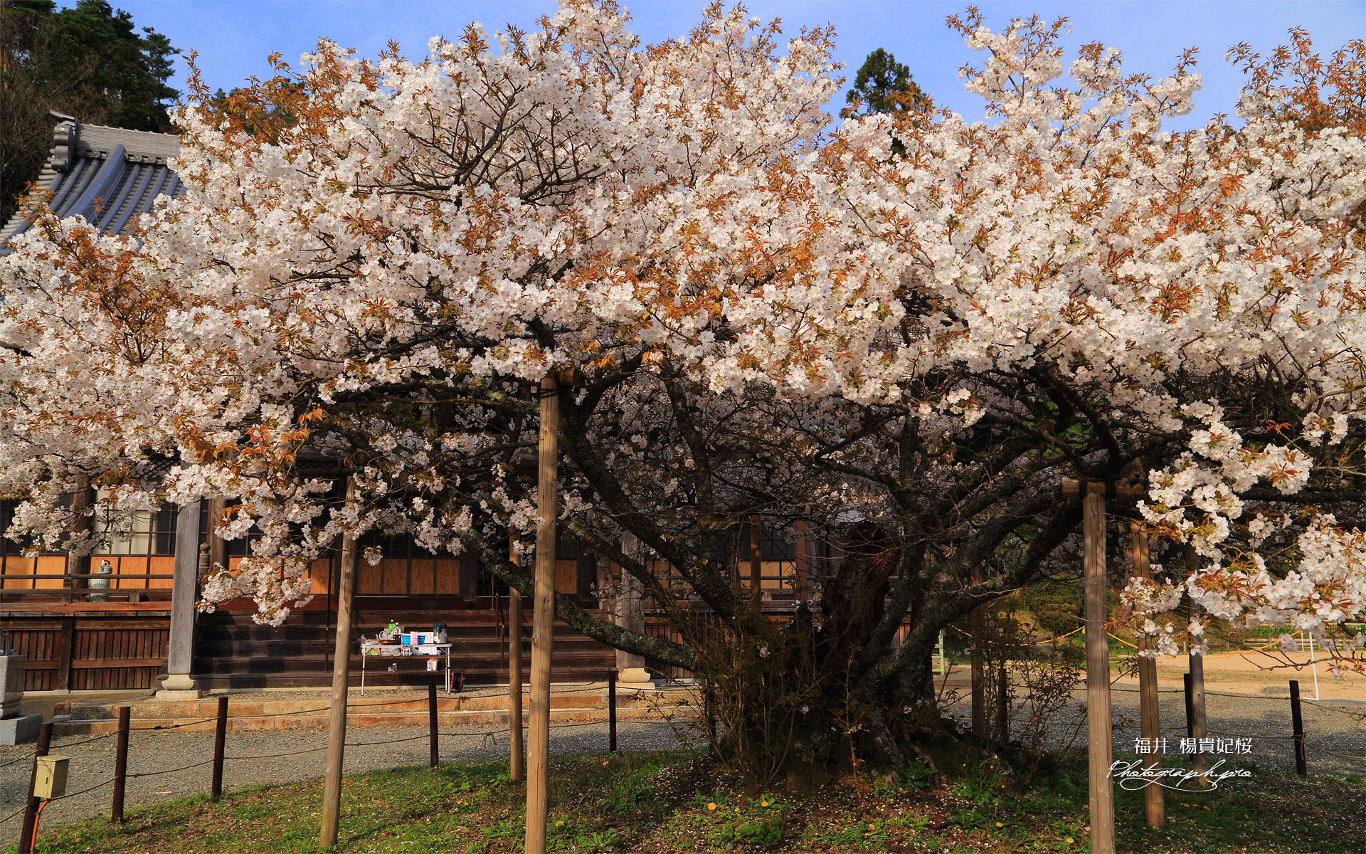 福乗寺の楊貴妃桜