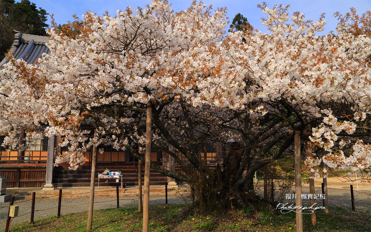 福乗寺の楊貴妃桜 壁紙