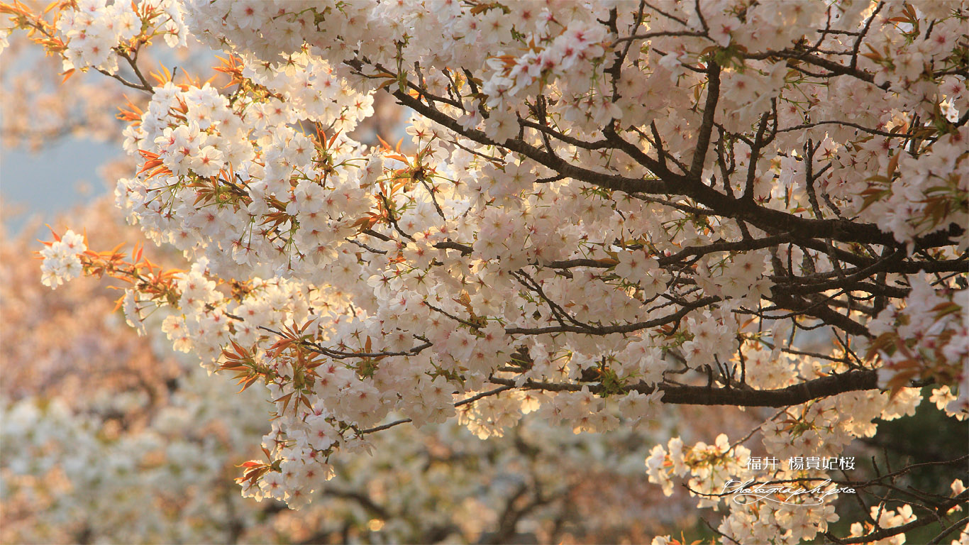 楊貴妃桜 壁紙