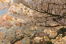 楊貴妃桜