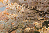 楊貴妃桜