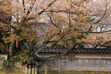 松月寺の大桜