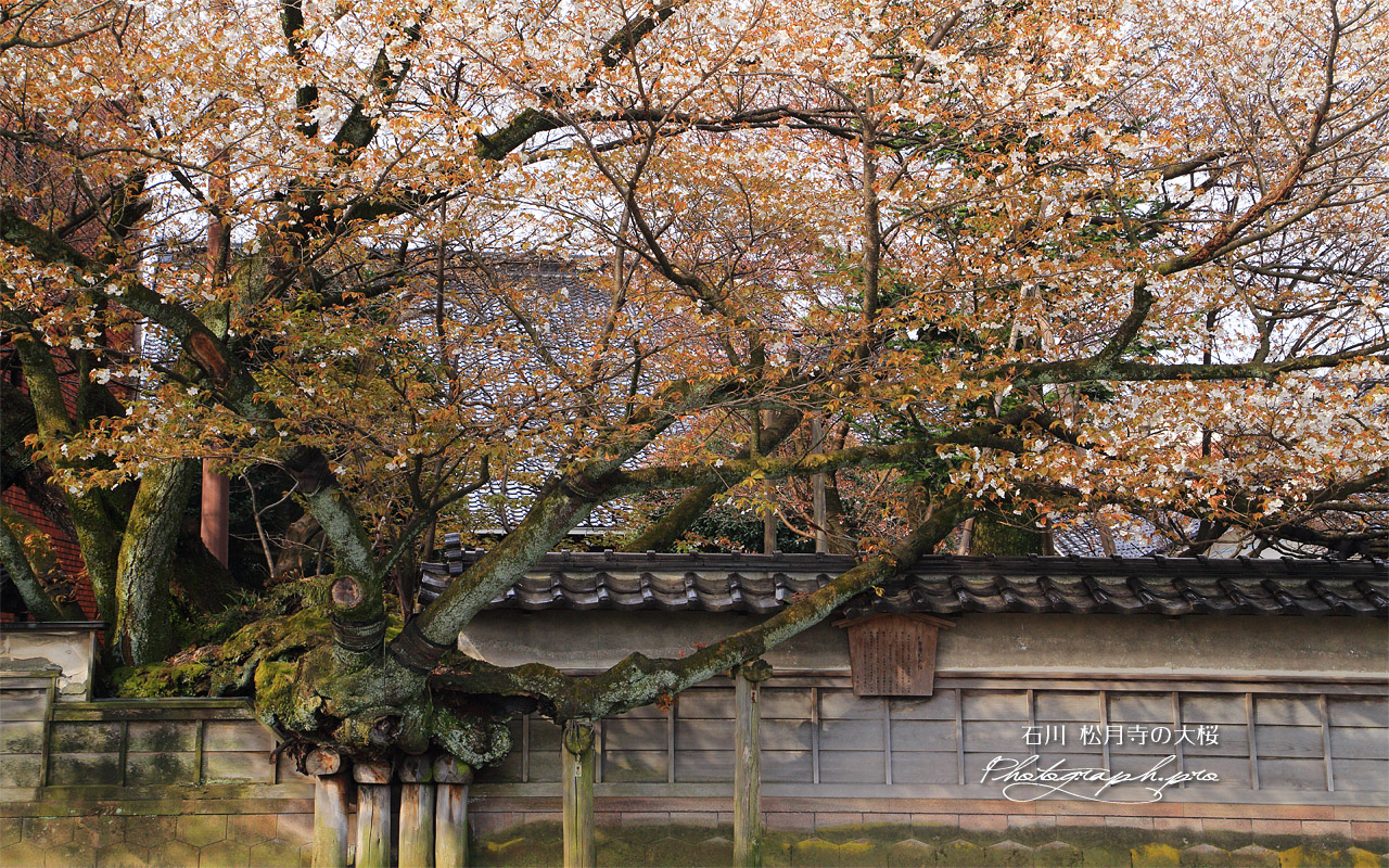 松月寺の大桜 壁紙