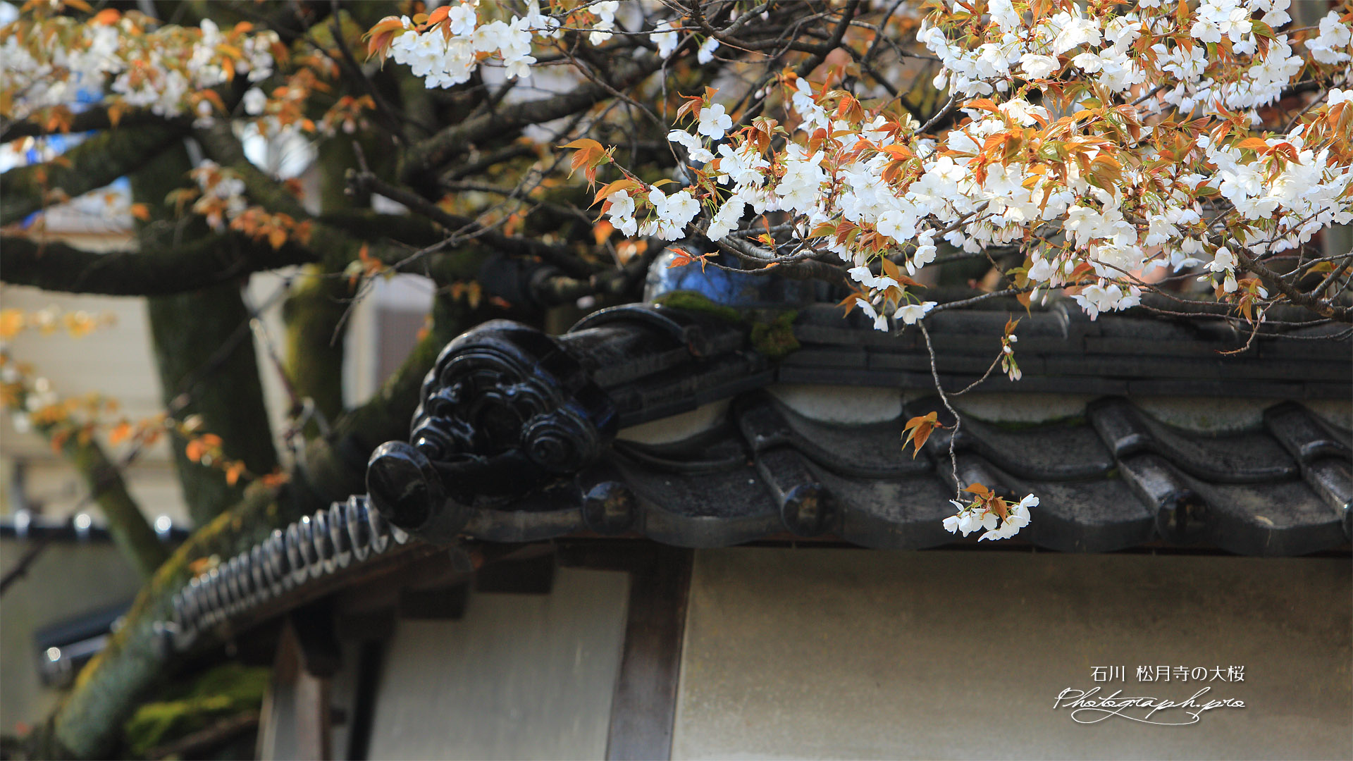 松月寺の御殿桜