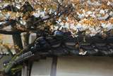 松月寺の御殿桜
