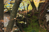 松月寺の大桜