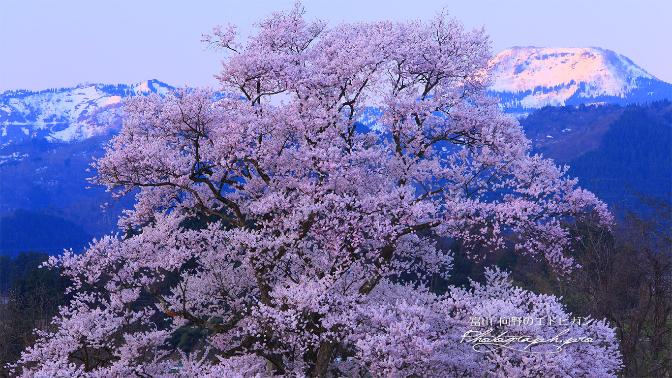 向野の桜 壁紙