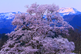 向野の桜