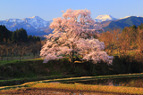 富山県の桜