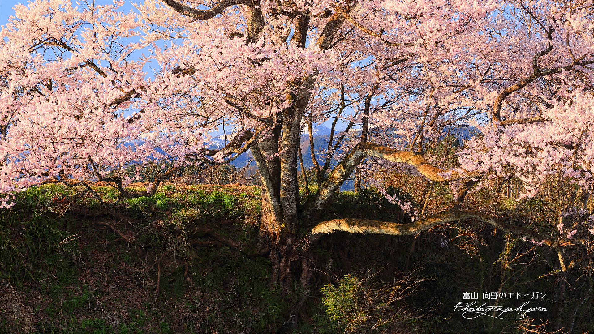 向野の江戸彼岸桜