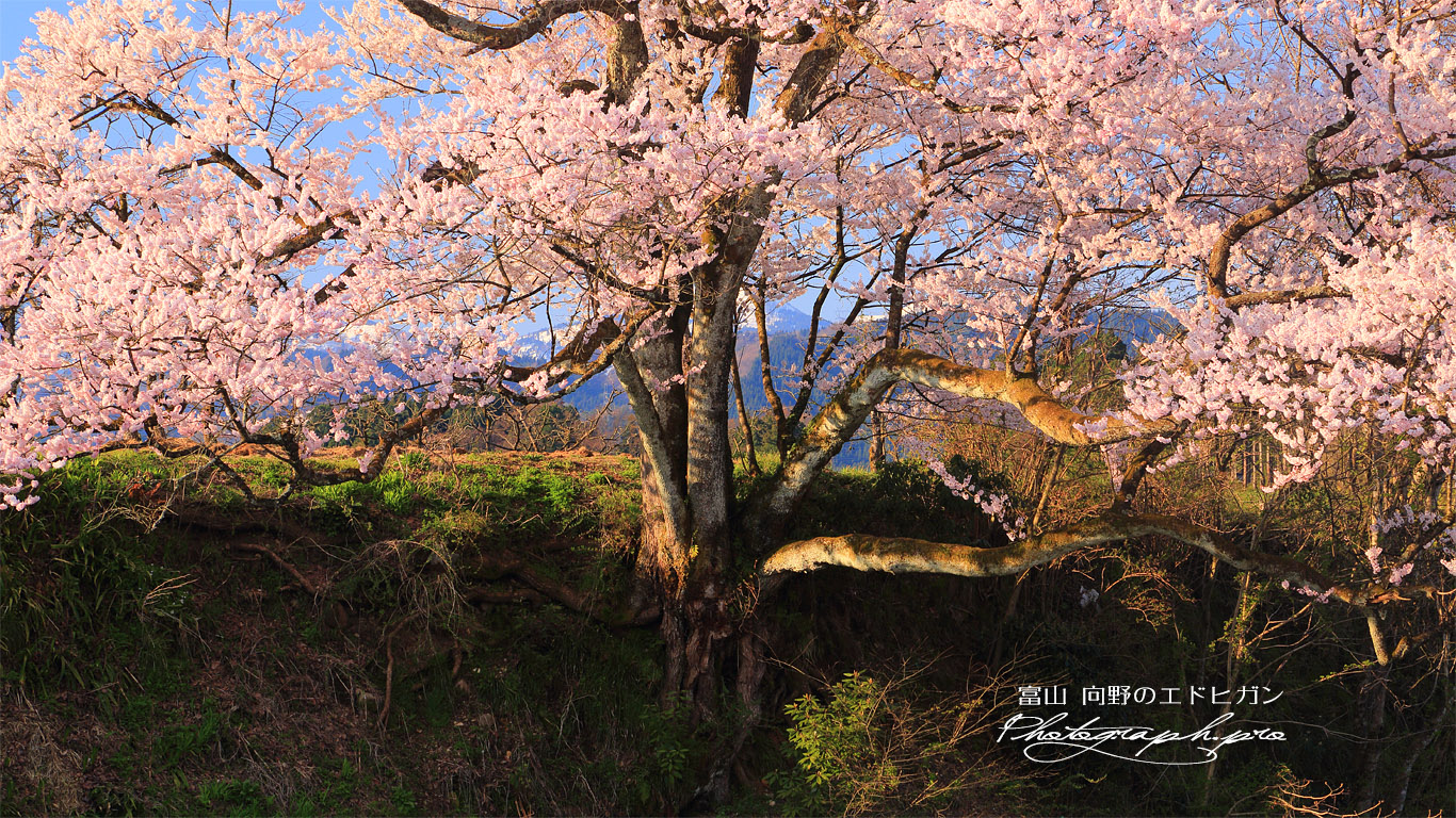 向野の江戸彼岸桜 壁紙