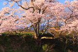 向野の江戸彼岸桜